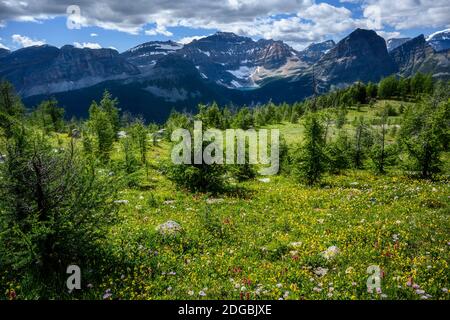 Wildblumen blühen am Healy Pass Trail im Sommer Stockfoto