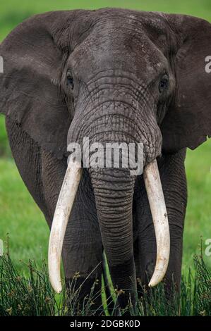 Porträt des afrikanischen Elefanten (Loxodonta africana), Ngorongoro Krater, Ngorongoro Conservation Area, Tansania Stockfoto