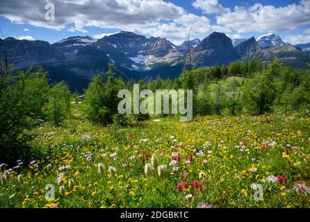 Wildblumen blühen am Healy Pass Trail im Sommer Stockfoto