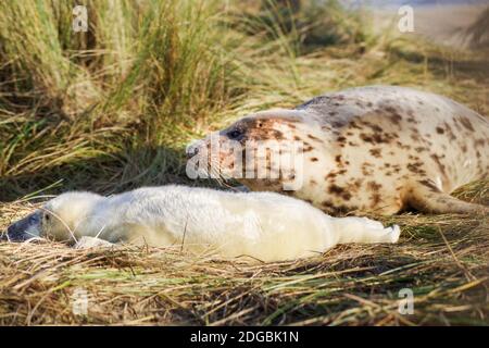 Neugeborener Robbenhund mit seiner Mutter am Horsey Beach in Norfolk, Großbritannien Stockfoto