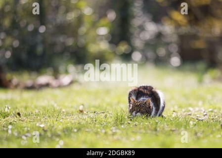 Tabby weiße britische Kurzhaarkatze versteckt im Gras Jagd auf Ein sonniger Tag Stockfoto