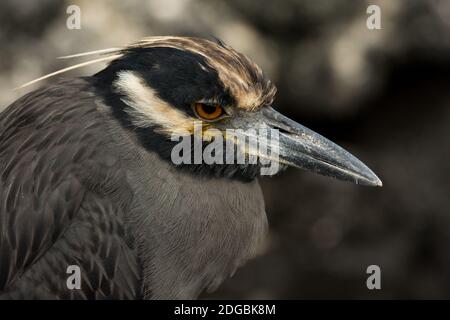 Gelb gekrönter Nachtreiher auf schwarzen Lavafelsen in der Nähe von Egas Port auf der Santiago Insel des Galapagos Archipels. Stockfoto