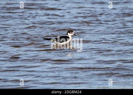 Ein kleiner Steppensandpiper mit roten Beinen geht auf einem Kleiner Teich Stockfoto
