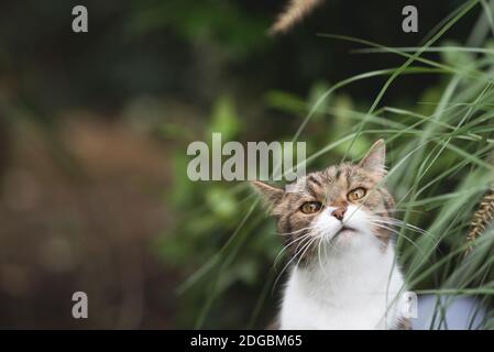 Porträt einer tabby Britisch Kurzhaar Katze hinter einigen Pampagras culms an Kamera suchen Stockfoto