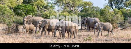 Afrikanische Elefanten (Loxodonta africana) auf der Suche nach Wasser in einem Wald, Mala Mala Wildreservat, Südafrika Stockfoto