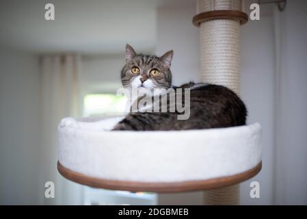 Tabby weiße britische Kurzhaarkatze ruht auf Kratzpfosten Plattform Haustierbett Stockfoto