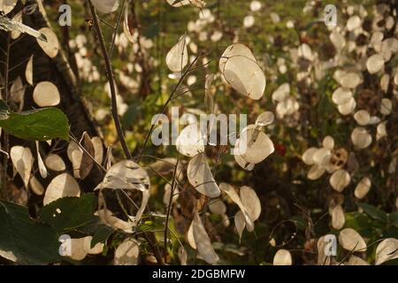 'Ehrlichkeit' (Lunaria annua) Samenkapseln, englischer Landgarten Stockfoto