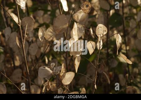 'Ehrlichkeit' (Lunaria annua) Samenkapseln, englischer Landgarten Stockfoto