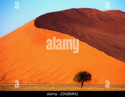 Baum vor einer riesigen Sanddüne, Sossusvlei, Namib Naukluft National Park, Namibia Stockfoto