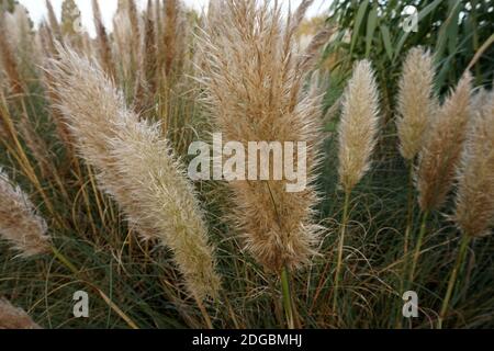 Pampas Gras, Cortaderia selloana pumila. Herbst in einem englischen Garten Stockfoto