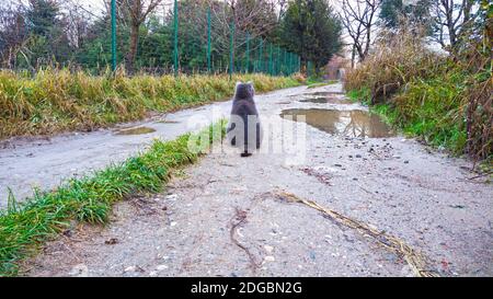 Entzückende blaue Katze auf einer Landstraße Stockfoto