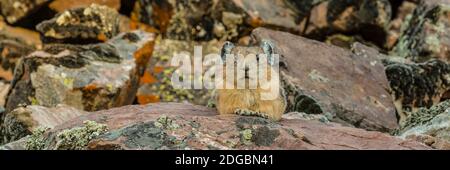 Nahaufnahme von Pika (Ochotona princeps) auf Felsen, Bridger-Teton National Forest, Wyoming Range, Wyoming, USA Stockfoto