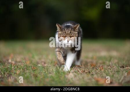 Böse aussehende britische Kurzhaarkatze, die im Freien auf der Schlägerei auf die Kamera zuläuft Stockfoto