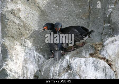 Ein Paar Rock Shag, Phalacrocorax magellanicus Stockfoto