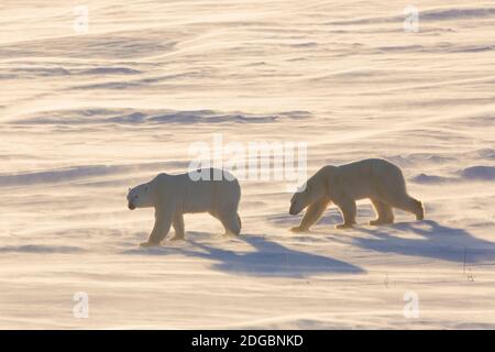 Eisbären (Ursus maritimus) beim Wandern im Schnee, Wapusk National Park, Churchill, Manitoba, Kanada Stockfoto