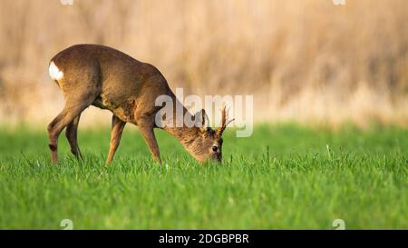 Männliche Rehe grasen im Frühling auf frischem Gras auf der Wiese. Stockfoto