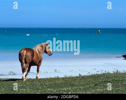 Keltisches Pferd am Ufer, Portsall, Finistere, Bretagne, Frankreich Stockfoto