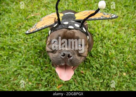 Porträt einer französischen Bulldogge, die im Garten steht und eine trägt Honigbiene Kostüm Stockfoto