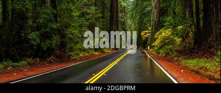 Avenue of the Giants durch einen Redwood Wald, Humboldt Redwoods State Park, Kalifornien, USA Stockfoto