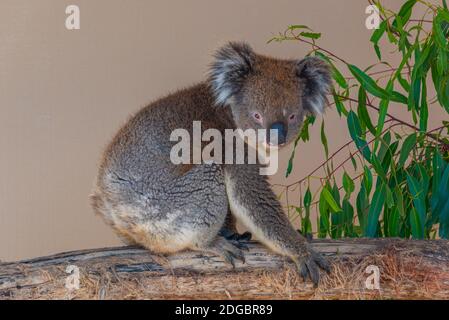 Koala auf einem Baumstamm im Cleland Wildlife Park in der Nähe von Adelaide, Australien Stockfoto