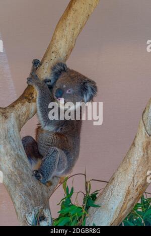 Koala auf einem Baumstamm im Cleland Wildlife Park in der Nähe von Adelaide, Australien Stockfoto