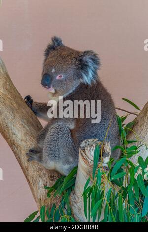 Koala auf einem Baumstamm im Cleland Wildlife Park in der Nähe von Adelaide, Australien Stockfoto