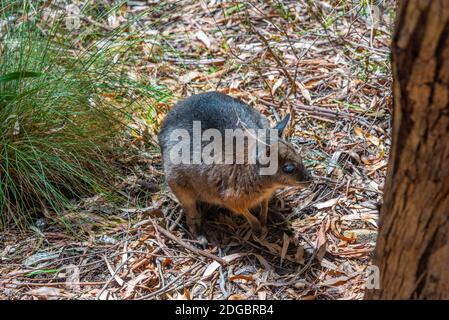 Wallaby im Cleland Wildlife Park in der Nähe von Adelaide, Australien Stockfoto