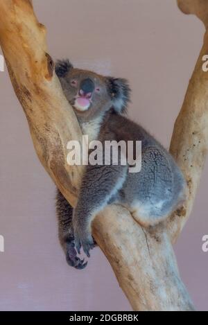 Koala auf einem Baumstamm im Cleland Wildlife Park in der Nähe von Adelaide, Australien Stockfoto