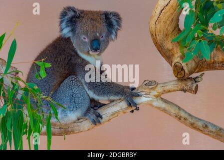 Koala auf einem Baumstamm im Cleland Wildlife Park in der Nähe von Adelaide, Australien Stockfoto