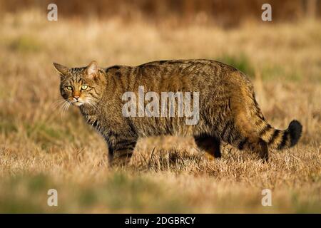 Interessierte europäische Wildkatze bei der Jagd auf der Trockenwiese in Herbst Stockfoto