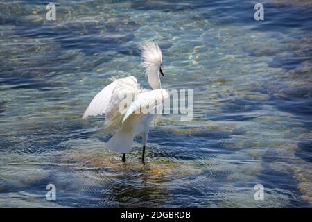 Wilde Reiher auf den Atlantischen Ozean, Florida, USA Stockfoto