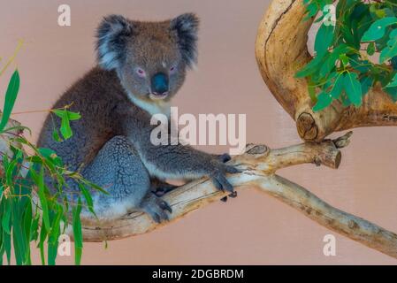 Koala auf einem Baumstamm im Cleland Wildlife Park in der Nähe von Adelaide, Australien Stockfoto