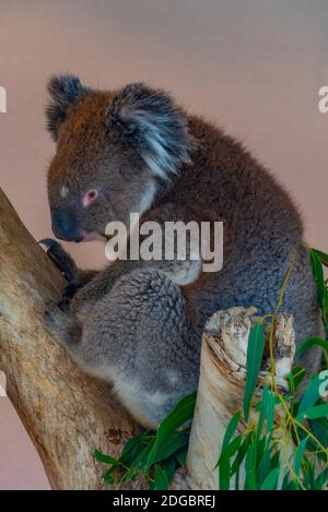 Koala auf einem Baumstamm im Cleland Wildlife Park in der Nähe von Adelaide, Australien Stockfoto