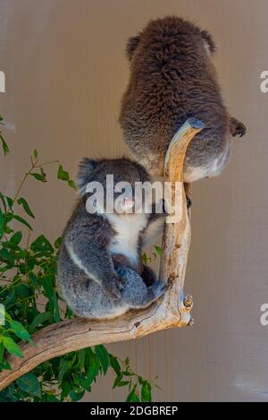 Koala auf einem Baumstamm im Cleland Wildlife Park in der Nähe von Adelaide, Australien Stockfoto