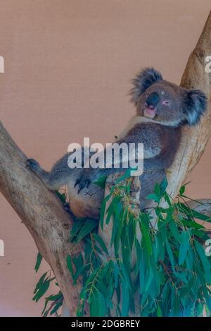 Koala auf einem Baumstamm im Cleland Wildlife Park in der Nähe von Adelaide, Australien Stockfoto