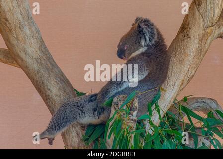 Koala auf einem Baumstamm im Cleland Wildlife Park in der Nähe von Adelaide, Australien Stockfoto