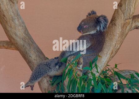 Koala auf einem Baumstamm im Cleland Wildlife Park in der Nähe von Adelaide, Australien Stockfoto