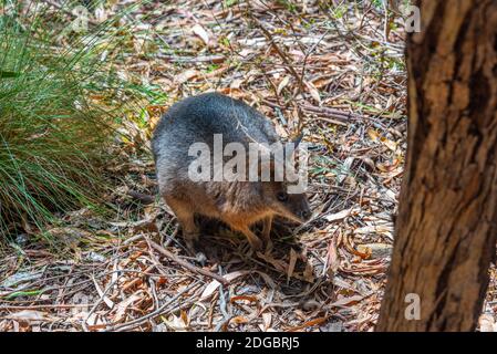 Wallaby im Cleland Wildlife Park in der Nähe von Adelaide, Australien Stockfoto