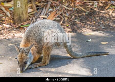 Wallaby im Cleland Wildlife Park in der Nähe von Adelaide, Australien Stockfoto