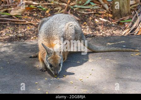 Wallaby im Cleland Wildlife Park in der Nähe von Adelaide, Australien Stockfoto