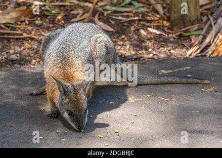 Wallaby im Cleland Wildlife Park in der Nähe von Adelaide, Australien Stockfoto