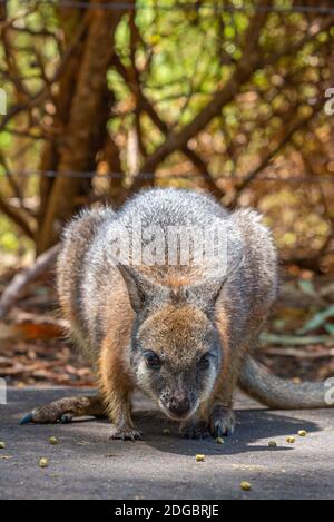 Wallaby im Cleland Wildlife Park in der Nähe von Adelaide, Australien Stockfoto