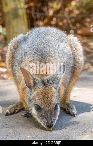 Wallaby im Cleland Wildlife Park in der Nähe von Adelaide, Australien Stockfoto