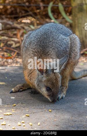 Wallaby im Cleland Wildlife Park in der Nähe von Adelaide, Australien Stockfoto