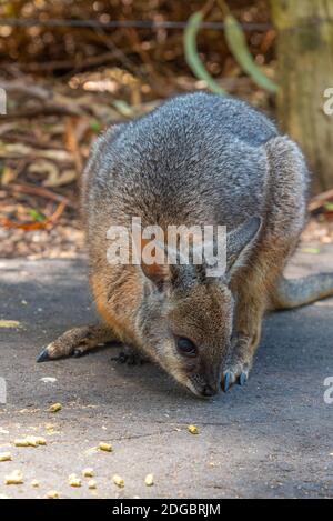 Wallaby im Cleland Wildlife Park in der Nähe von Adelaide, Australien Stockfoto