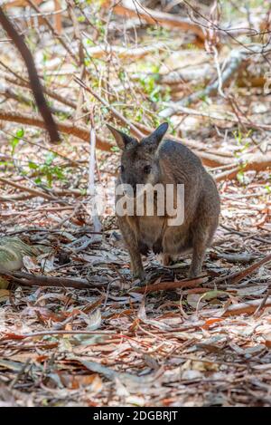 Wallaby im Cleland Wildlife Park in der Nähe von Adelaide, Australien Stockfoto