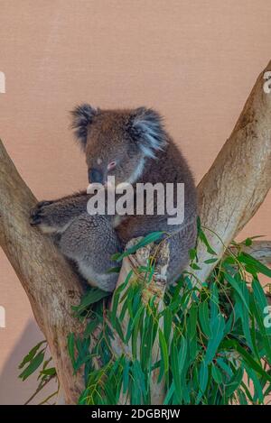 Koala auf einem Baumstamm im Cleland Wildlife Park in der Nähe von Adelaide, Australien Stockfoto