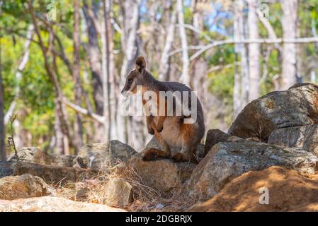 Wallaby im Cleland Wildlife Park in der Nähe von Adelaide, Australien Stockfoto