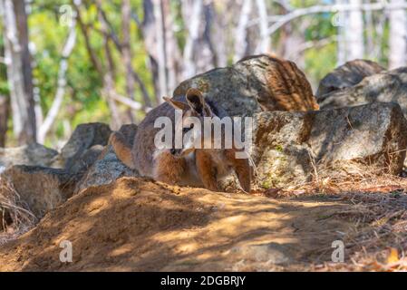 Wallaby im Cleland Wildlife Park in der Nähe von Adelaide, Australien Stockfoto