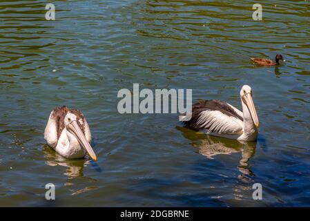 Pelikane im Cleland Wildlife Park in der Nähe von Adelaide, Australien Stockfoto